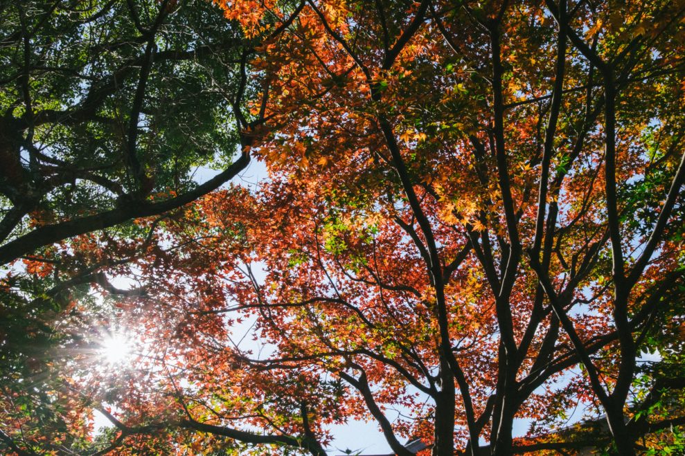 Autumn leaves in Fukuoka